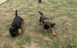 Border Terrier dogs for sale: Fabulous Chucky Boys - Image 10