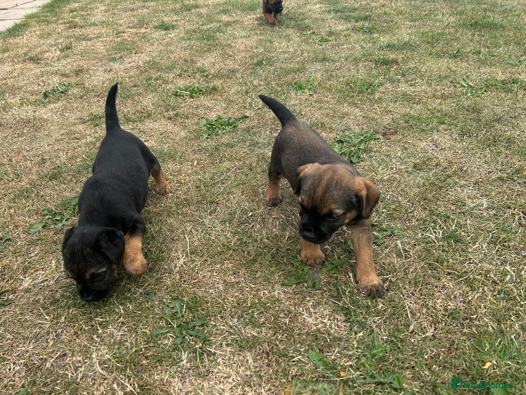 Border Terrier dogs for sale: Fabulous Chucky Boys - Image 10