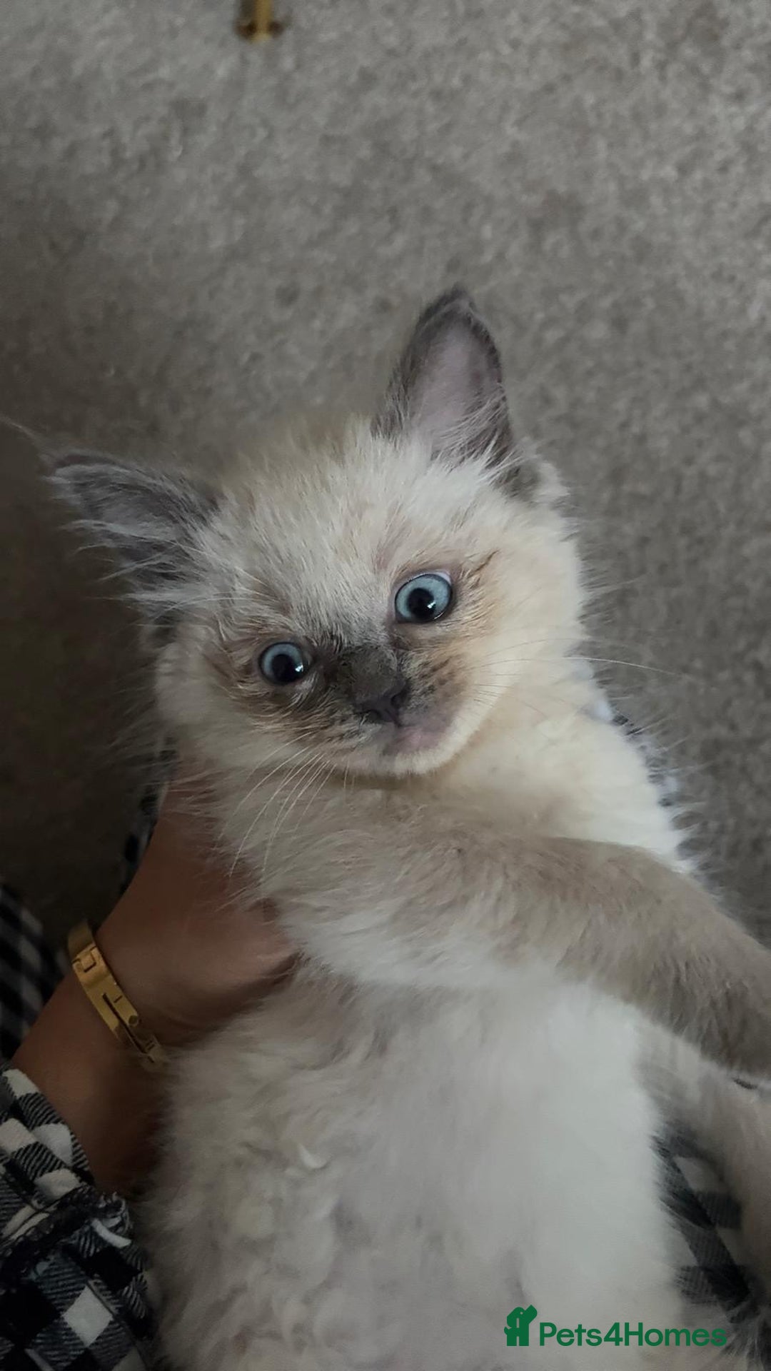 Ragdoll cats for sale: Pure Blue Point Ragdoll  ⭐ - Image 5