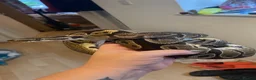 Python Snake reptiles for sale: Royal ball (Faye)  - Advert 2