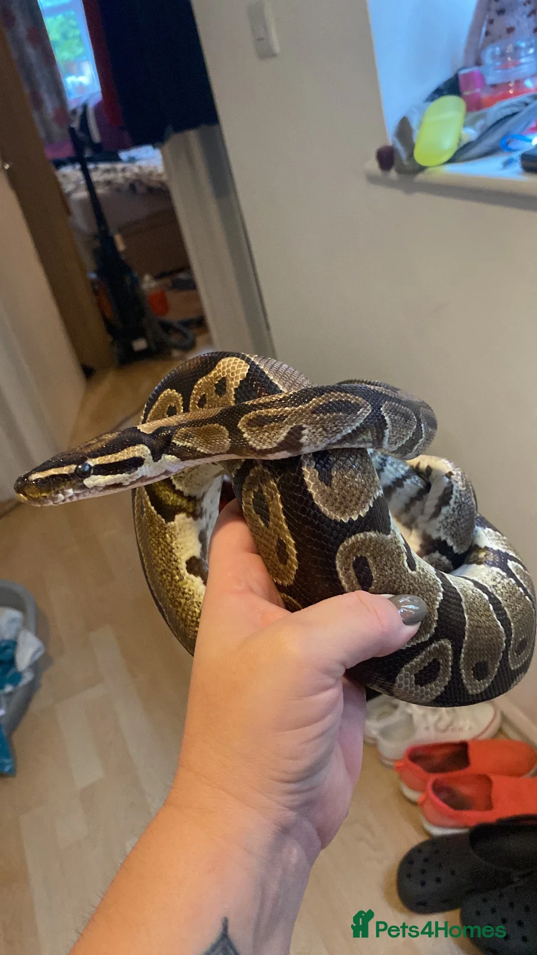 Python Snake reptiles for sale: Royal ball (Faye)  - Advert 2