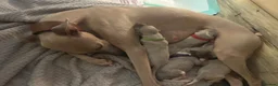 Whippet dogs for sale: Pedigree Pure Breed Whippet Puppies - Advert 11