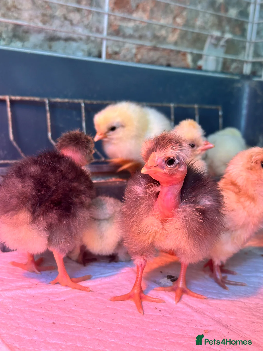 Chickens poultry for sale: Chicks Transylvanian/naked necks Polish pekin - Advert 2