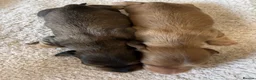 Miniature Dachshund dogs for sale: Stunning long hair  KC,PRA & BVA eye clear parents - Advert 21