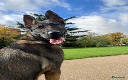 German Shepherd dogs for sale: German Shepherd Puppy (12 months) - Image 1