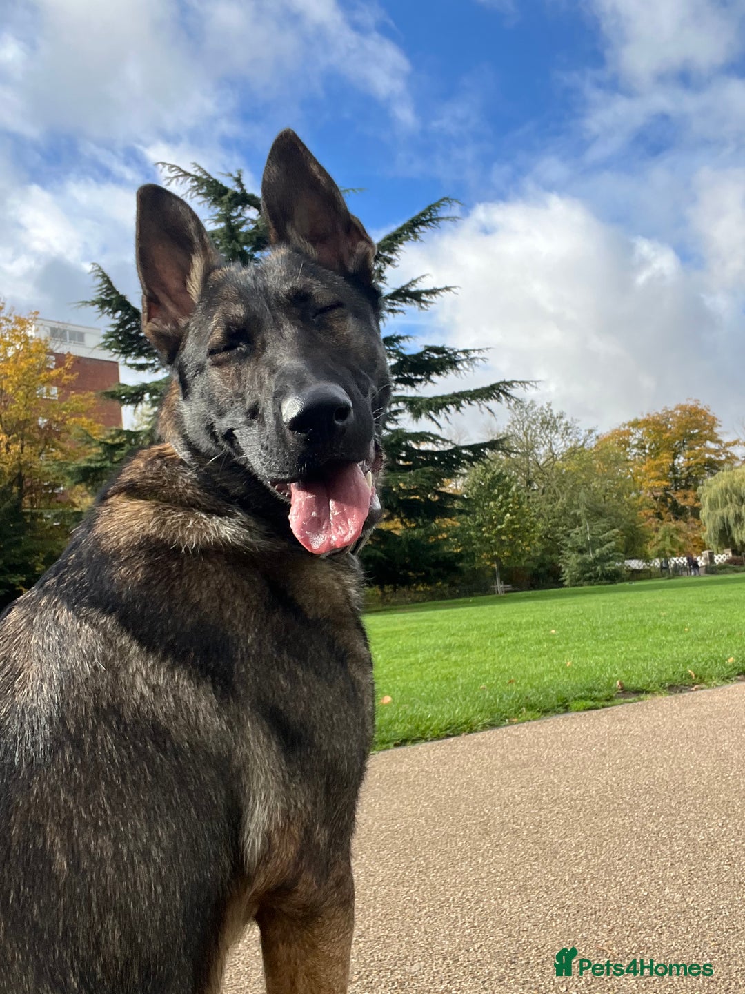 German Shepherd dogs for sale: German Shepherd Puppy (12 months) - Image 1