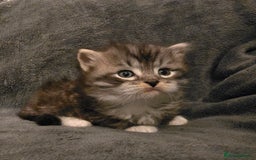 Siberian cats for sale: Siberian kittens Waiting list FIFe registrered - Image 20