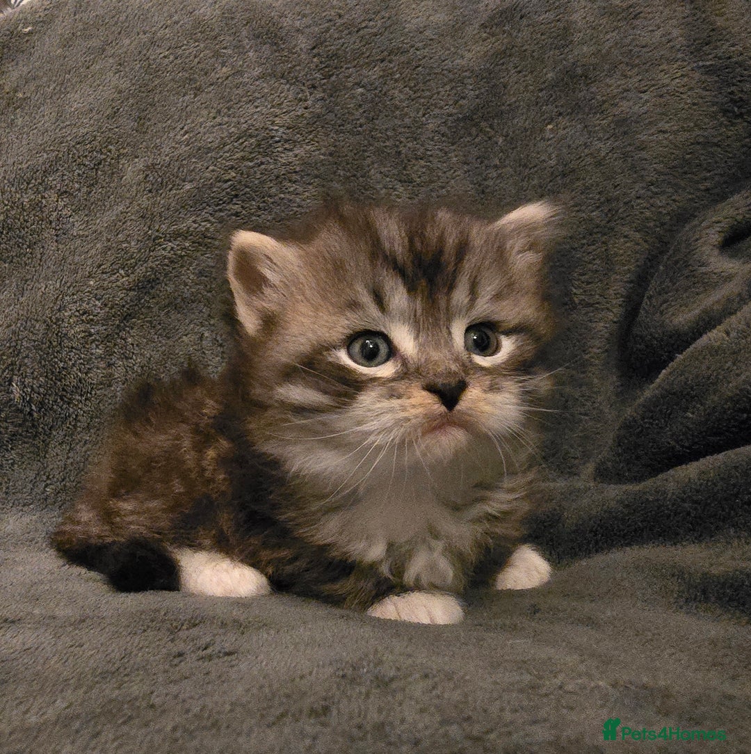 Siberian cats for sale: Siberian kittens Waiting list FIFe registrered - Image 20