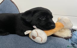 Labrador Retriever dogs for sale: KC Black Puppies,Extensively health tested parents - Image 7