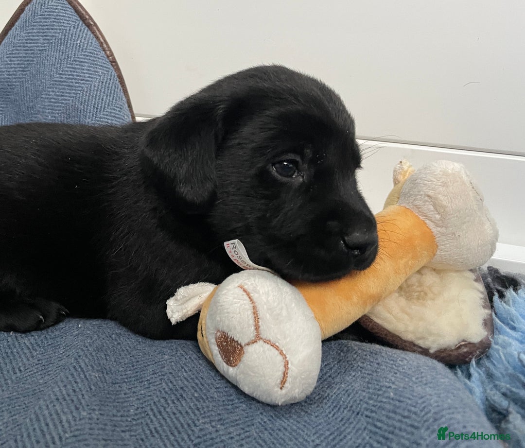 Labrador Retriever dogs for sale: KC Black Puppies,Extensively health tested parents - Image 7