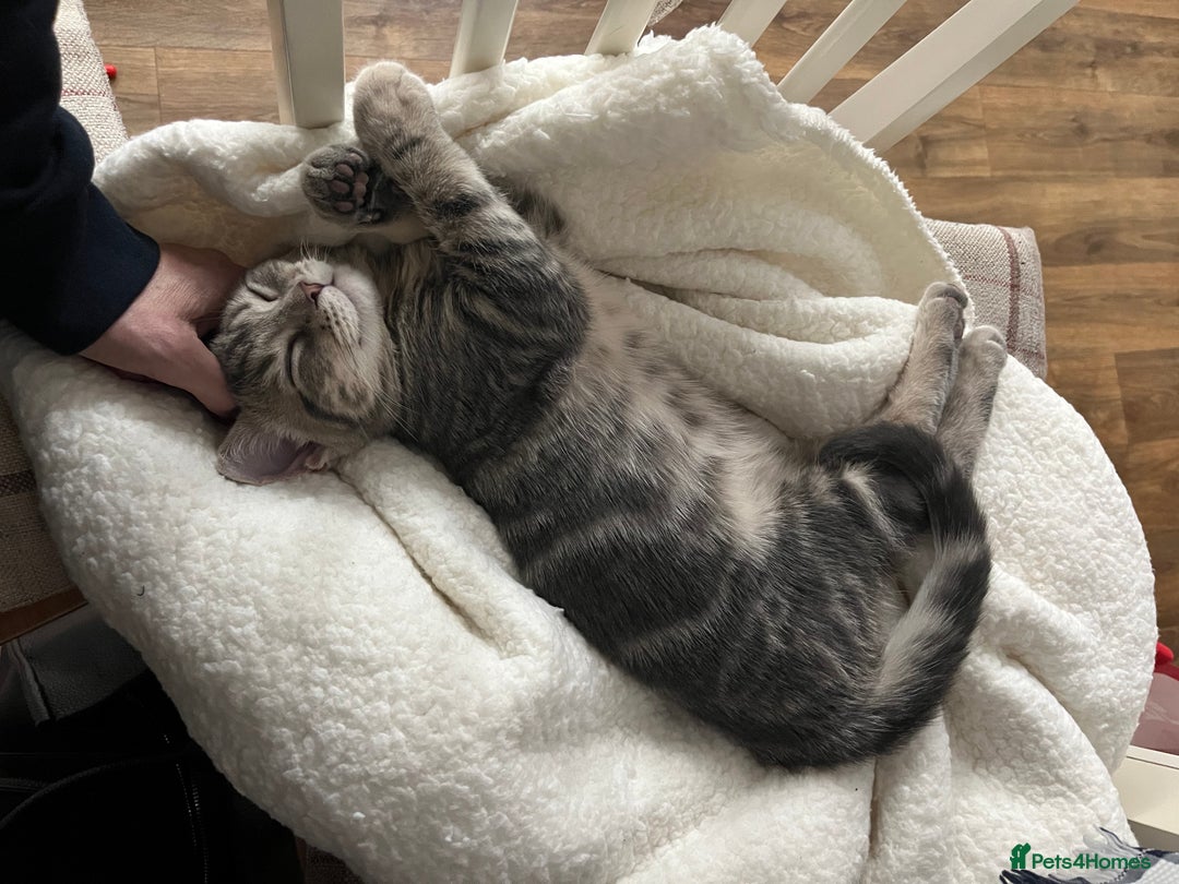 American Shorthair cats for sale: 16 weeks old kitten - Advert 5