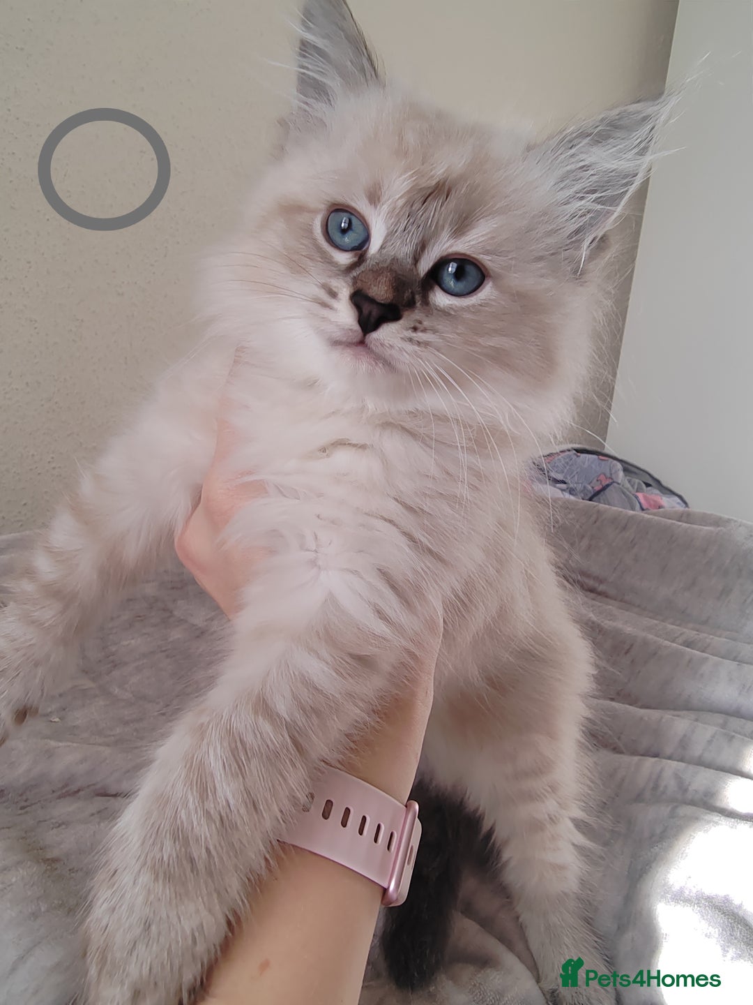 Ragdoll cats for sale: Gorgeous lot of Siberian and Ragdoll mix kittens  - Advert 8