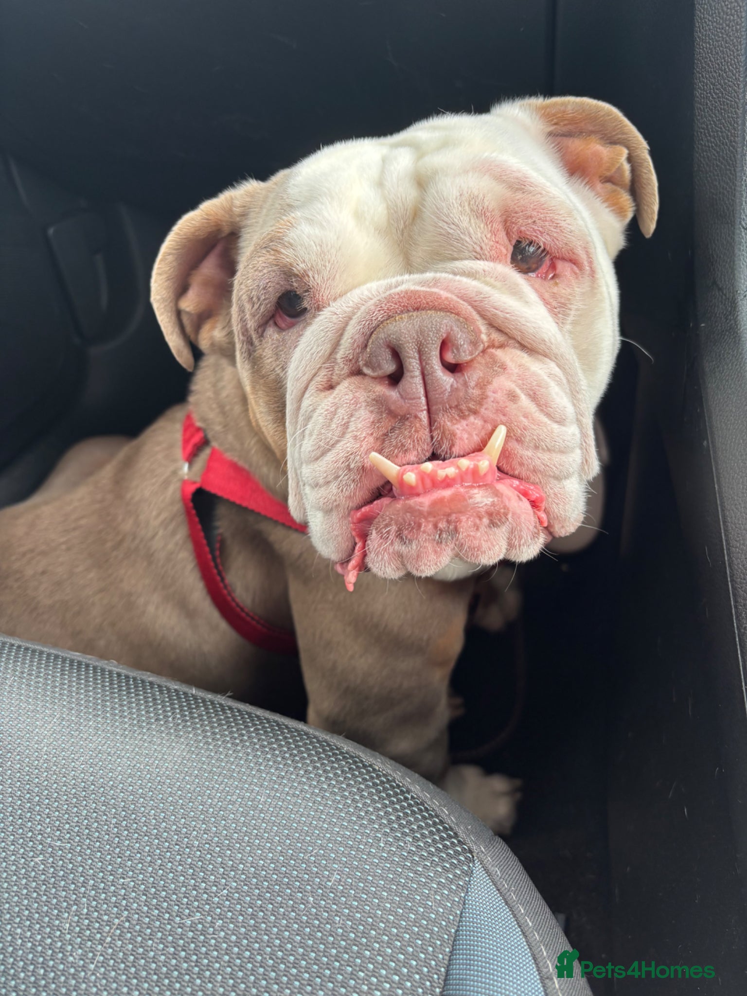 English Bulldog dogs English bulldog in need of rehoming  - Advert 1