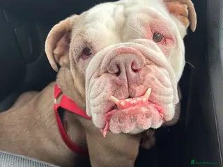 English Bulldog dogs English bulldog in need of rehoming - Advert 1