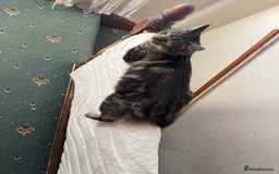 European cats for sale: Kitten ready to leave - Image 1