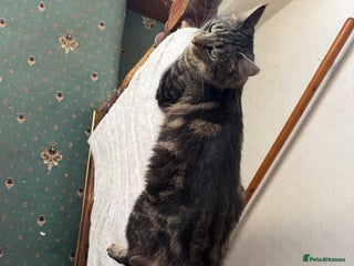 European cats - Advert 1