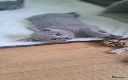 Russian Blue cats for sale: TICA 5* Pedigree Russian Blue Kittens - Image 6