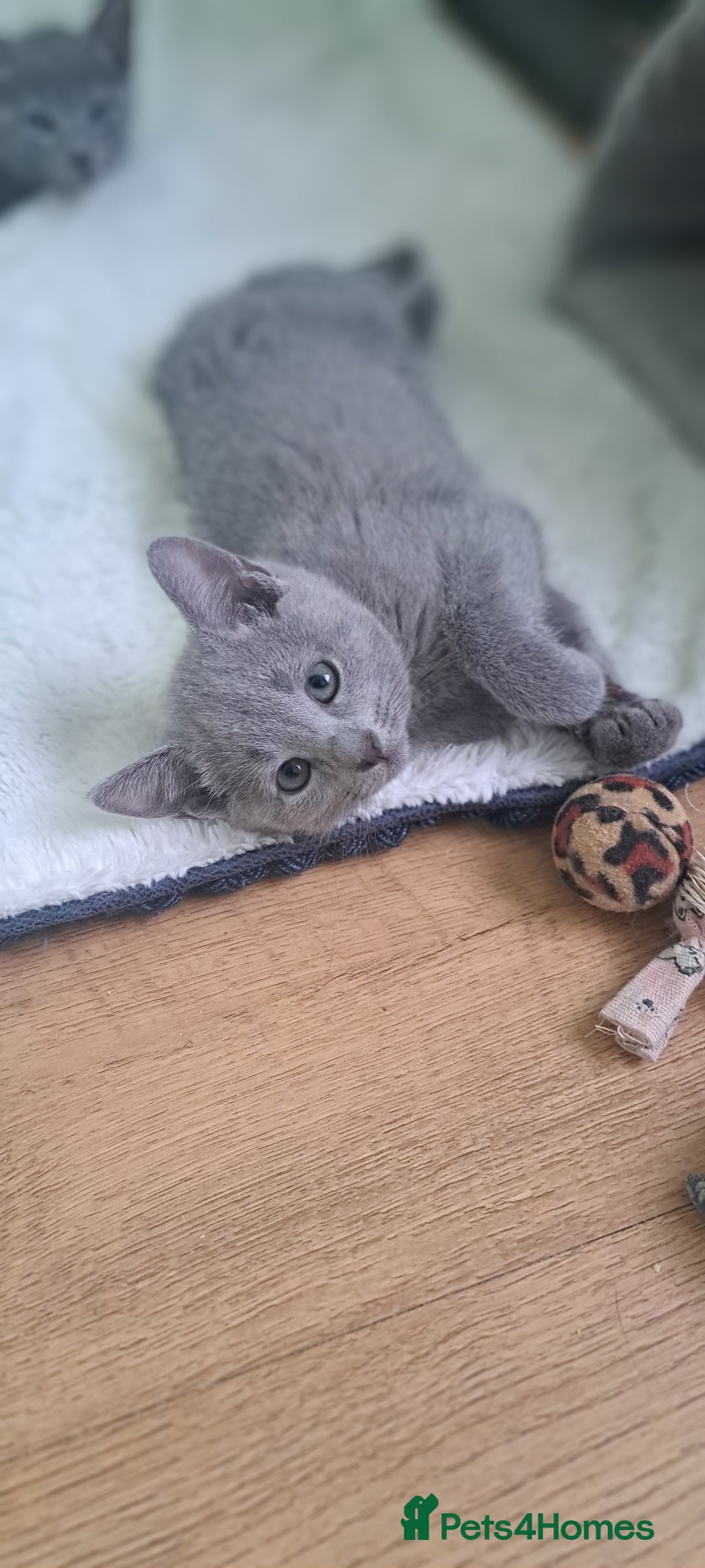 Russian Blue cats for sale: TICA 5* Pedigree Russian Blue Kittens - Image 6