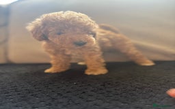 Toy Poodle dogs for sale: Toy poodle puppies  - Image 9