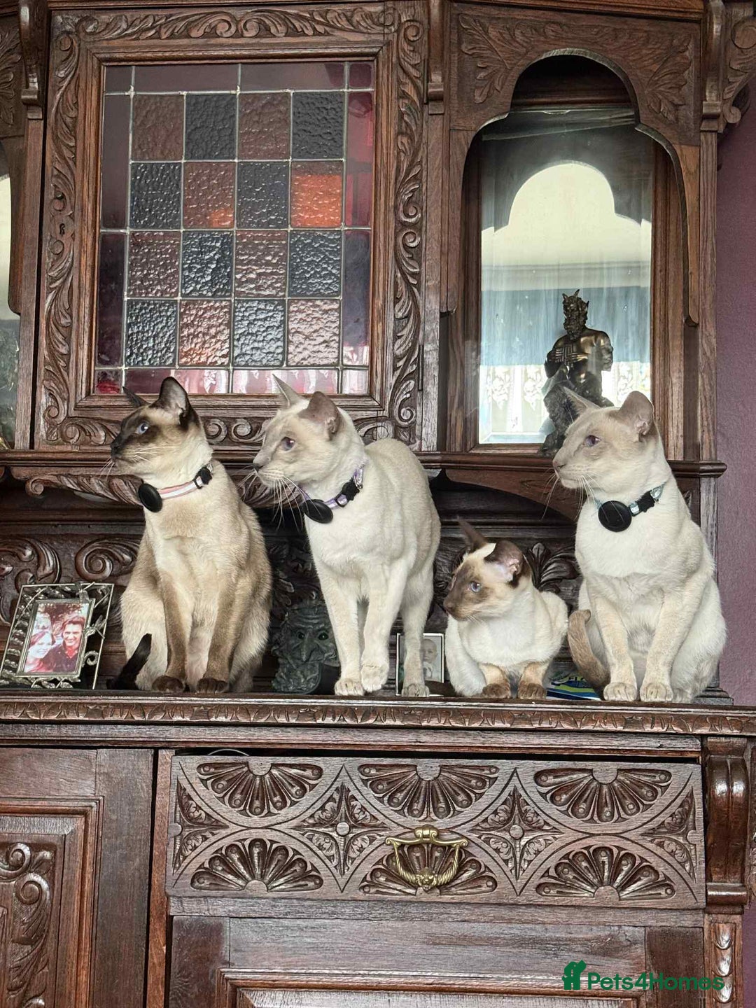 Siamese cats for sale: Male Chocolate Point Siamese  - Image 6