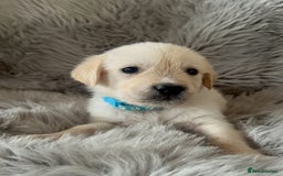 Golden Retriever dogs for sale: KC REGISTERED GOLDEN RETRIEVER PUPS - Image 10