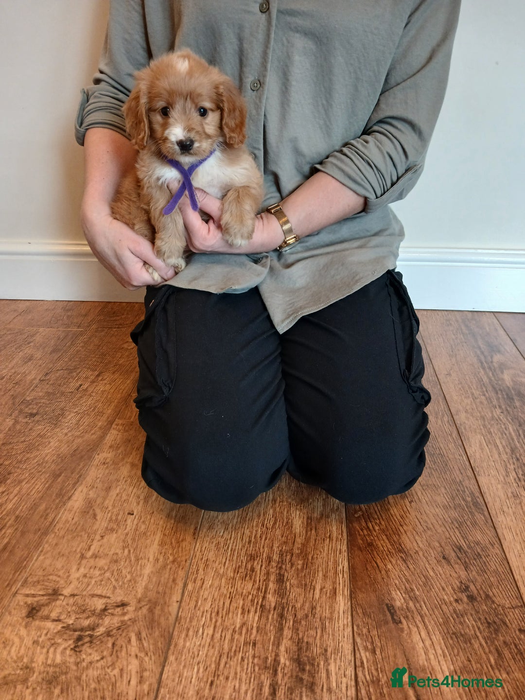 Cockapoo dogs for sale: Cockapoo puppies  - Advert 11