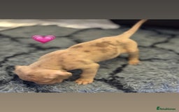 Cane Corso dogs for sale: Cane Corso puppies - Image 15