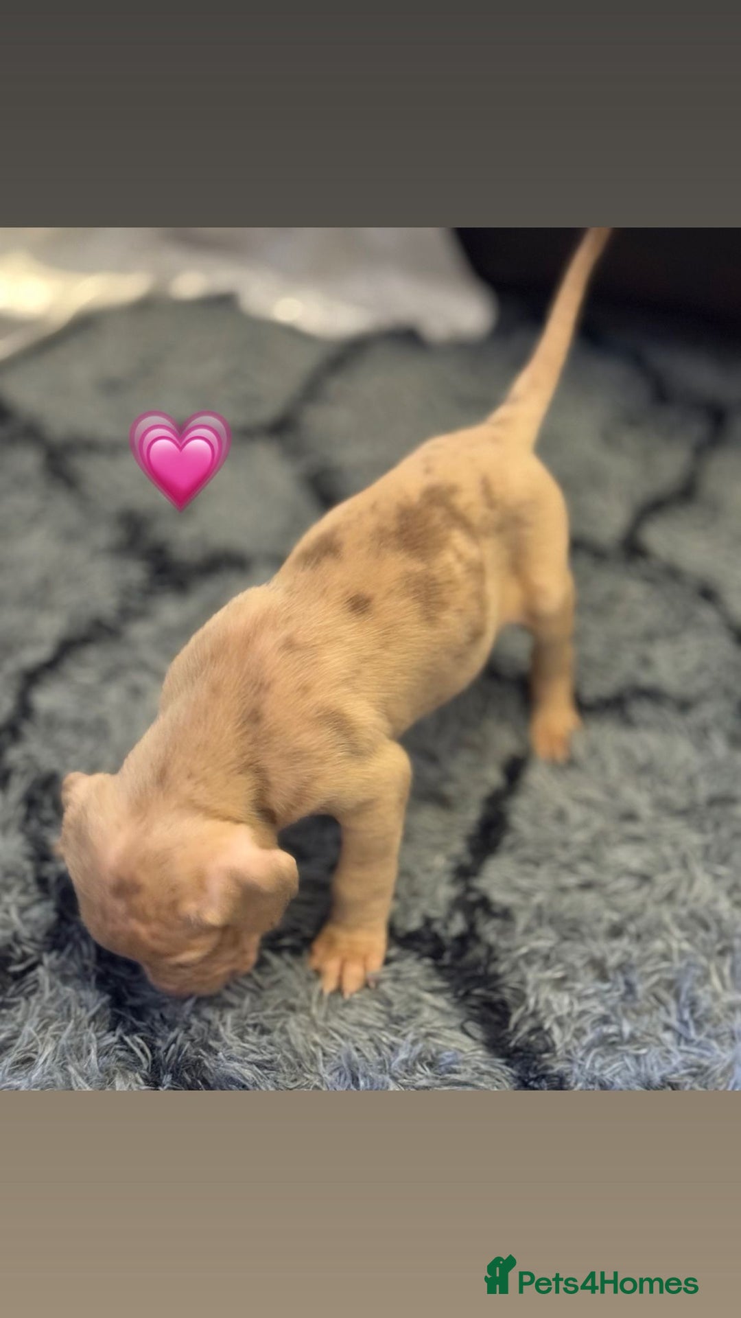 Cane Corso dogs for sale: Cane Corso puppies - Image 15