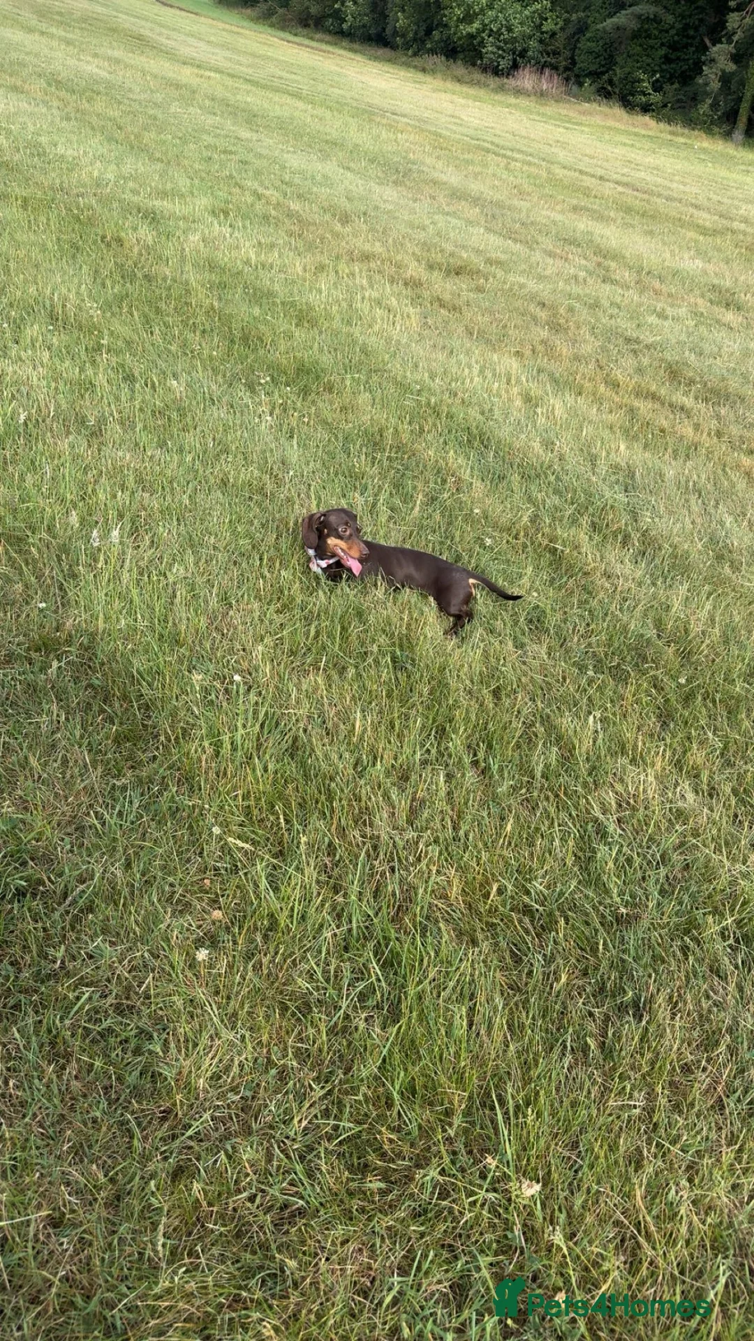 Miniature Dachshund dogs for sale: pixie  - Advert 4