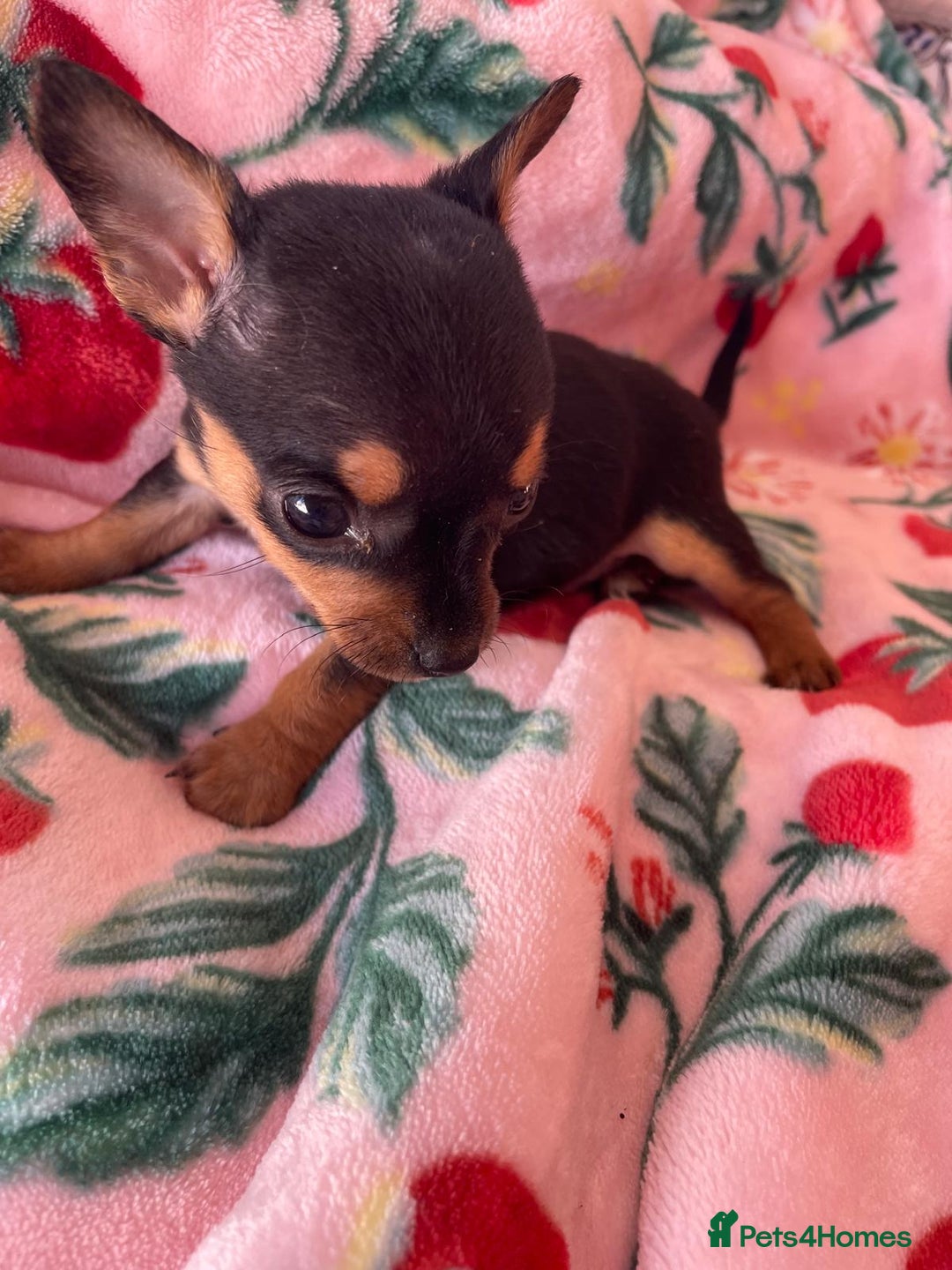 Chihuahua dogs for sale: Adorable Chihuahuas £650-£700 “Boys & Girls’ - Image 10