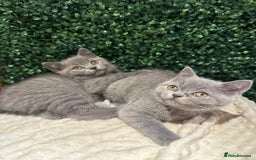 British Shorthair cats for sale: 💕British Shorthair Blue Kittens💕 - Image 12