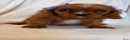 Cavalier King Charles Spaniel dogs for sale: Kc Cavalier King Charles . - Advert 8