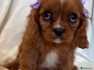 Cavalier King Charles Spaniel dogs Kc Cavalier King Charles . - Advert 5