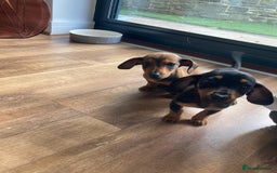Dachshund dogs for sale: 2 dachshund pups - Image 4