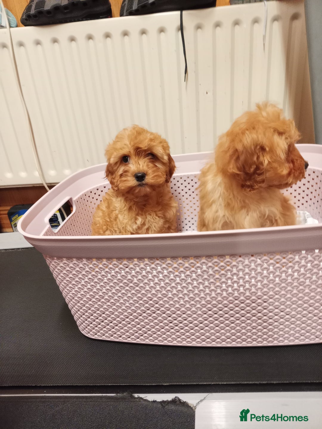 Cavapoo dogs for sale: Cavapoo  - Advert 5