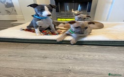 Whippet dogs for sale: 8 Week Old Whippet Puppies  - Advert 9