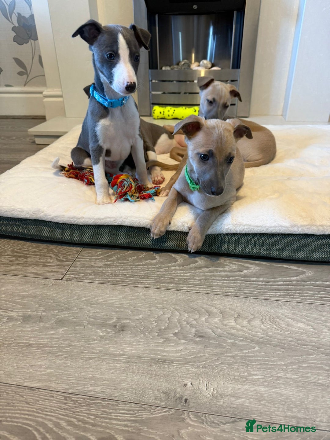 Whippet dogs for sale: 8 Week Old Whippet Puppies  - Advert 9