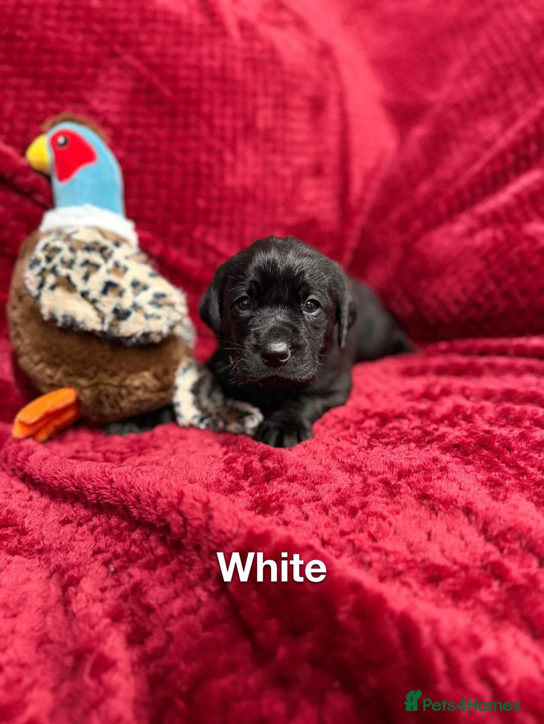 Labrador Retriever dogs for sale: Black Labrador Puppies  - Advert 7