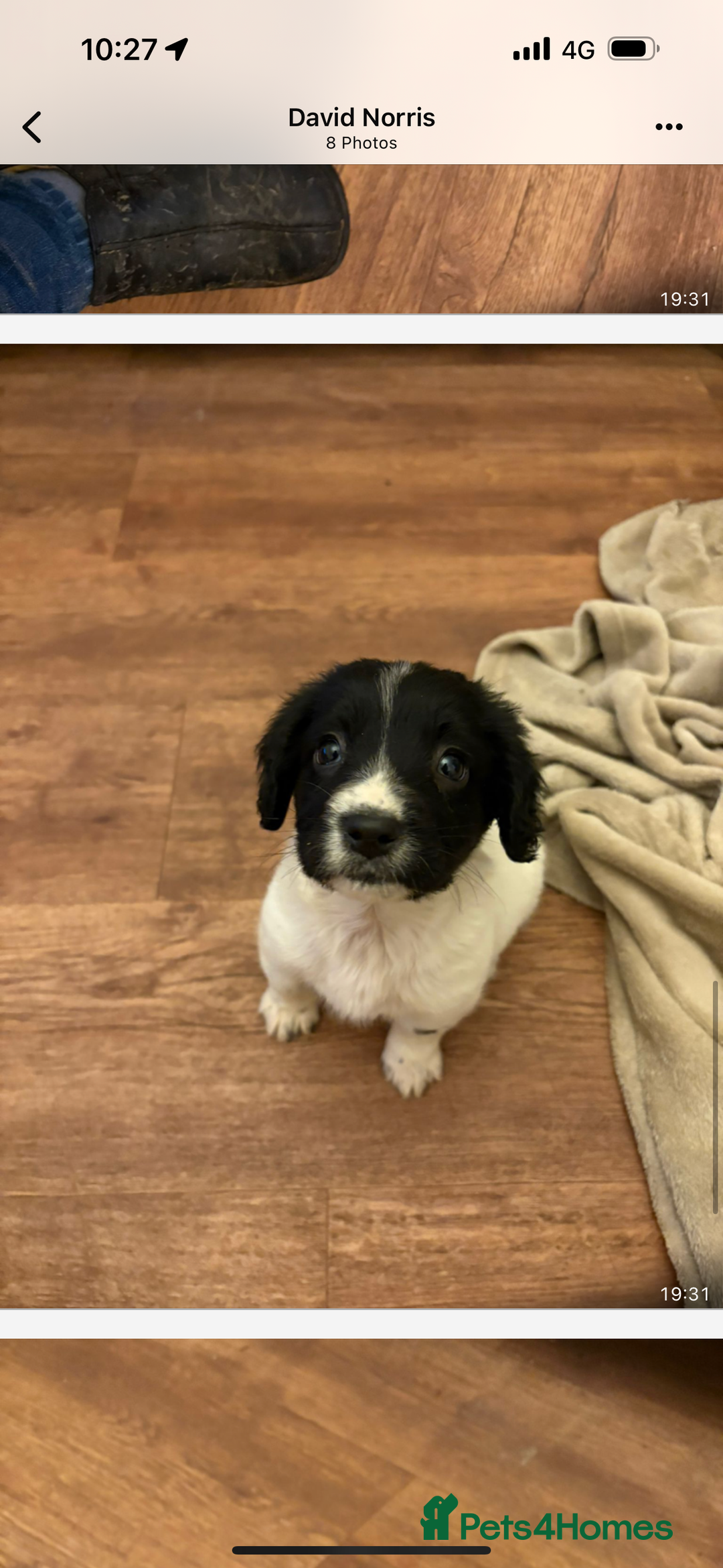 English Springer Spaniel dogs for sale: Springer Pups looking for new homes  - Advert 5