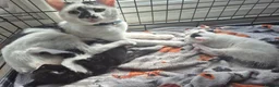 Mixed Breed cats for sale: 2x 10 week old kittens  in Burnley - Advert 4