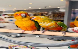 Parrots birds for sale: Parrots  - Image 15