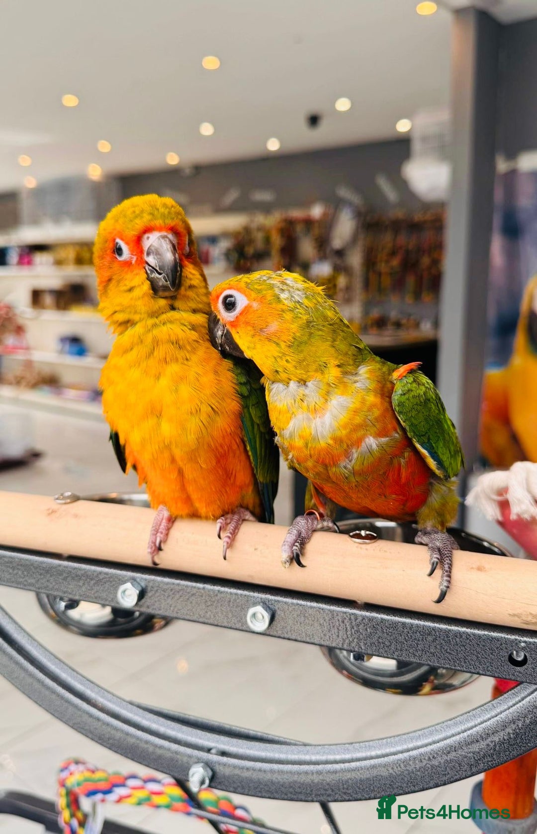 Parrots birds for sale: Parrots  - Image 15