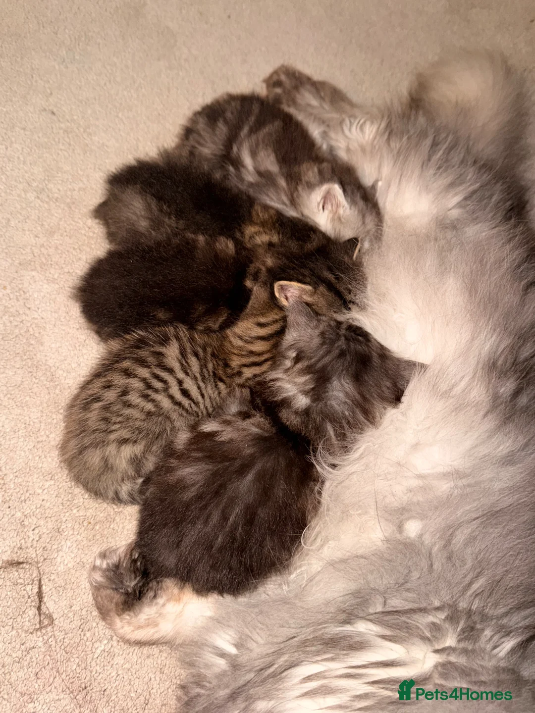 Persian cats for sale: Beautiful Persian Kittens - Advert 2