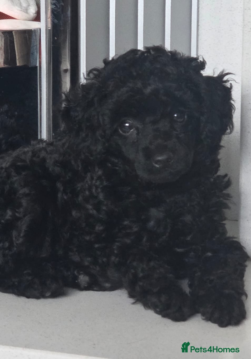 Toy Poodle dogs for sale: Gorgeous Kc Toy Poodle Puppy for Sale!  - Advert 5