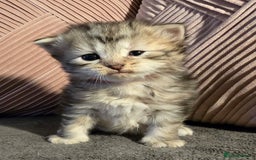 Siberian cats for sale: Siberian kittens Waiting list FIFe registrered - Image 8