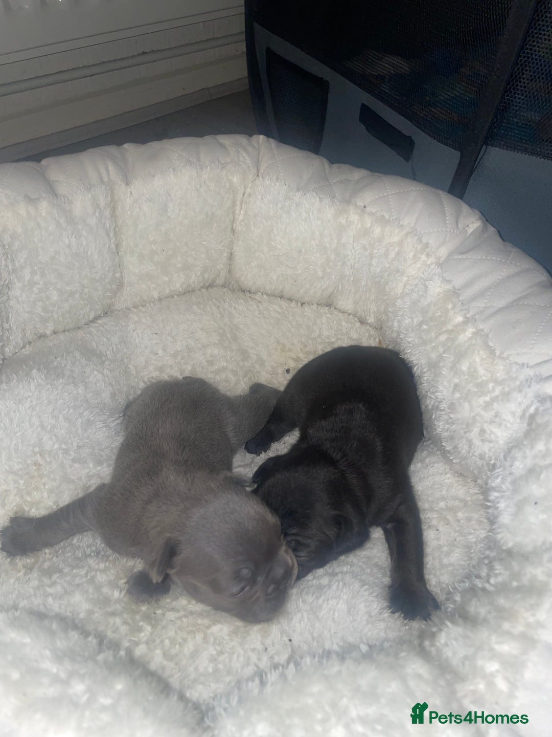 French Bulldog dogs for sale: French Bulldog Puppies - Advert 10