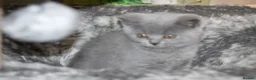 British Shorthair cats for sale: Cute babies ready for their new 🏠🐱🥰 - Advert 12