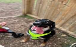 Mixed Breed dogs for sale: Border collie x German Shepard  - Image 2