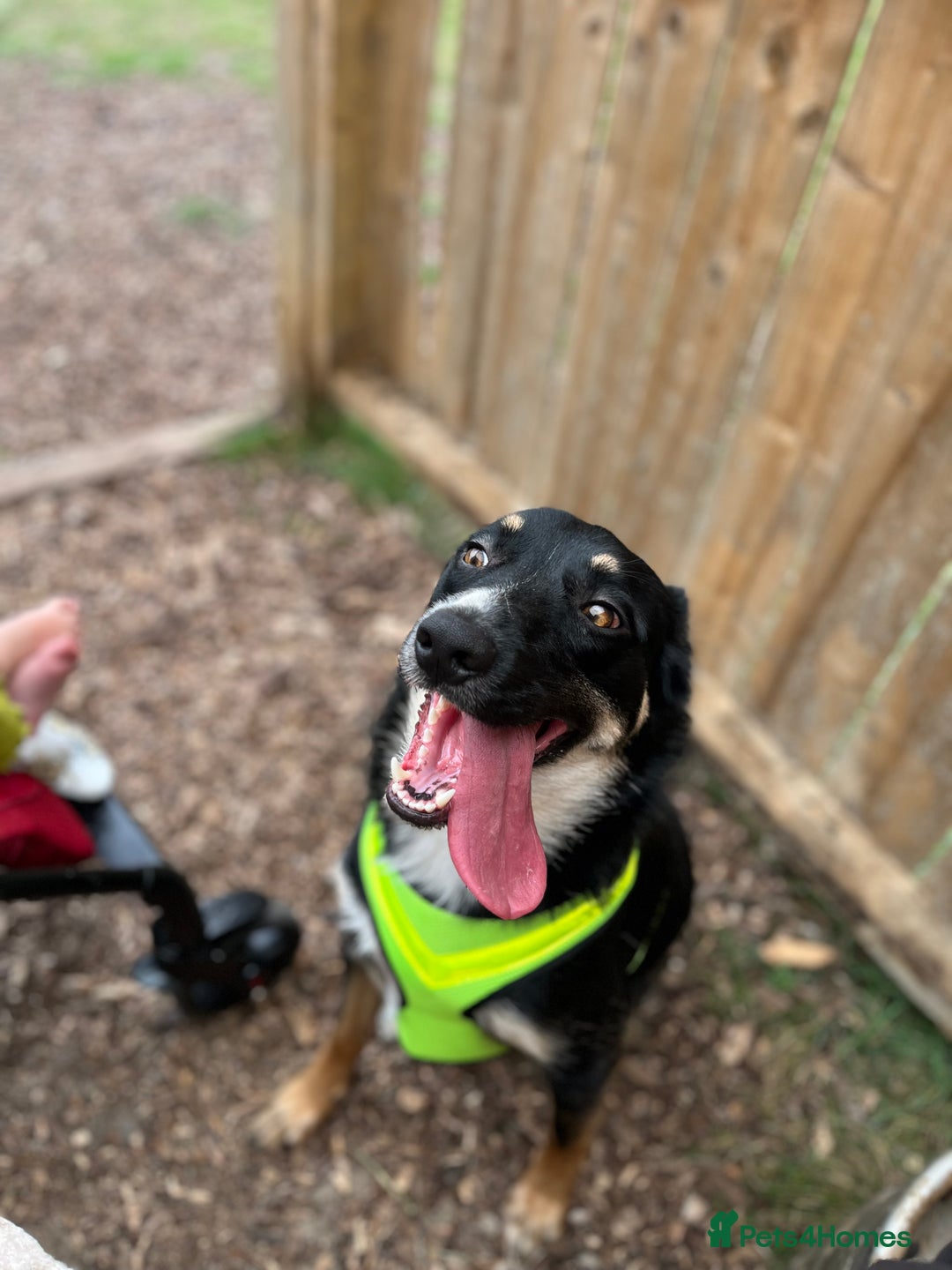 Mixed Breed dogs for sale: Border collie x German Shepard  - Image 2