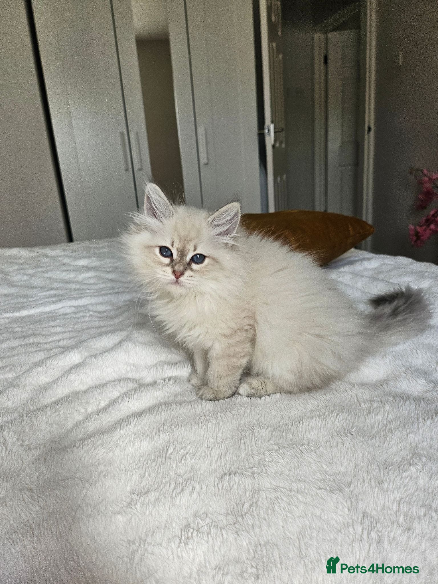 Siberian cats 2 lovely Siberians left ! - Advert 5
